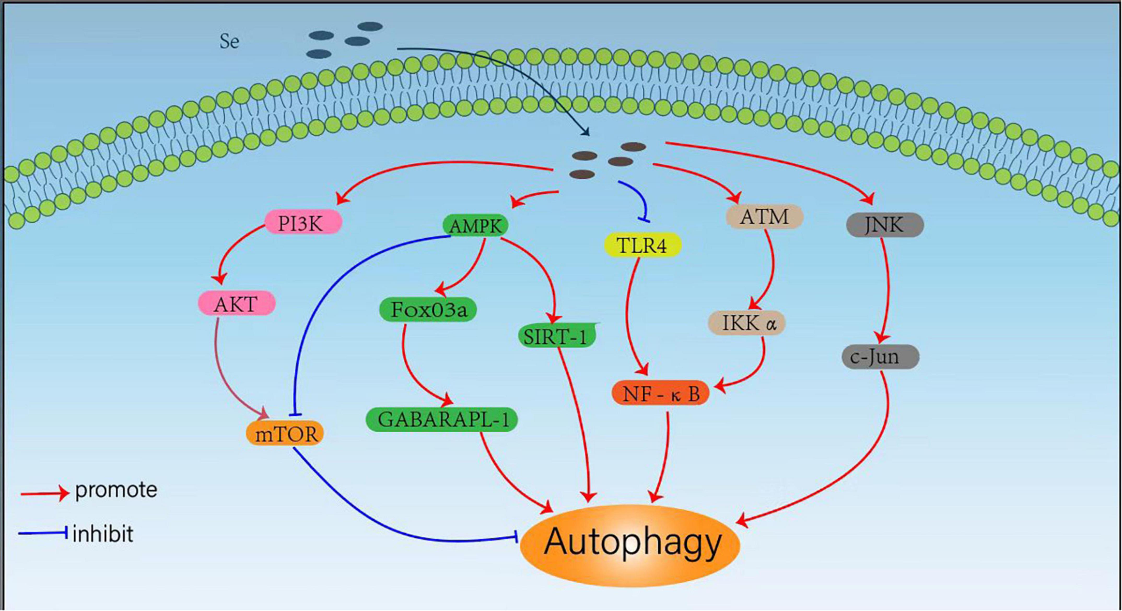 Trends and recent progresses of selenium nanoparticles as novel autophagy regulators for therapeutic development
